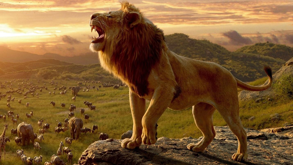 Simba gầm lên công bố quyền lực của vua sư tử